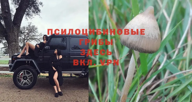 Псилоцибиновые грибы Psilocybine cubensis  Лениногорск 